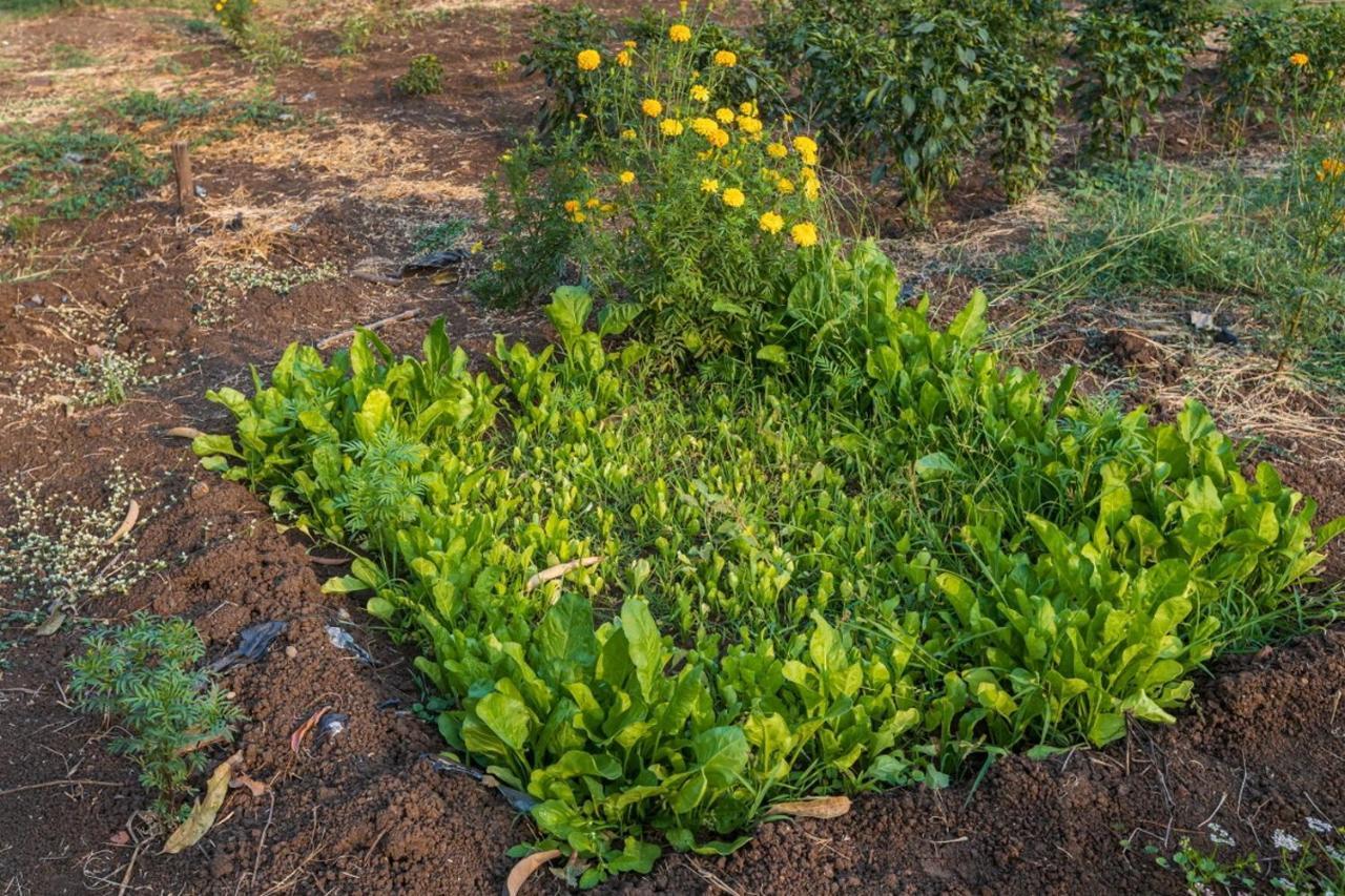 אליבג Saffronstays Serene Retreat, Alibaug מראה חיצוני תמונה
